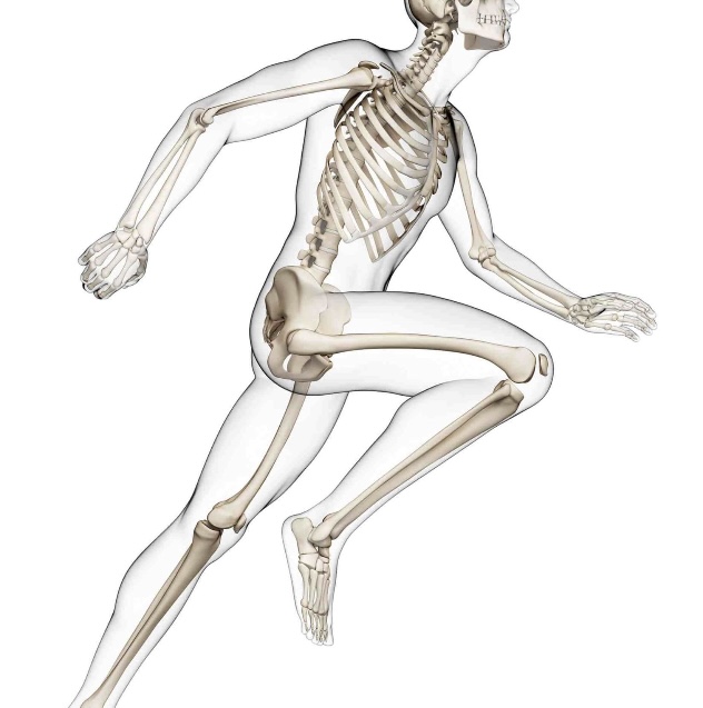 Illustration anatomique d’un corps humain en mouvement montrant le squelette
